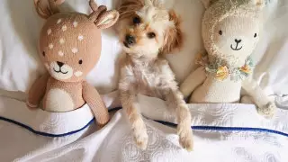 Пожить с бездомными собаками предлагают туристам в США