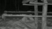 Ожесточенная битва двух зайцев попала на видео в ВКО
