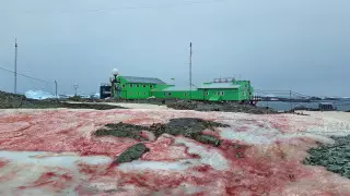 Красный снег выпал в Антарктике