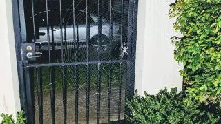 Паука невиданных размеров обнаружил дома австралиец
