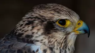 Соколов-балобанов отправлял в ОАЭ начальник в аэропорту Нур-Султана