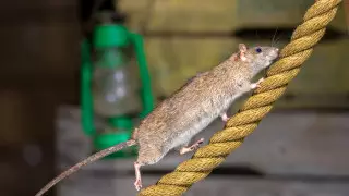 Депутат пожаловался на нашествие грызунов и насекомых