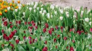 Цветок холода и ночи. Как выращивают тюльпаны в Алматы