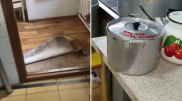 Бегающих по посуде тараканов сняли на видео в детском саду  Алматы