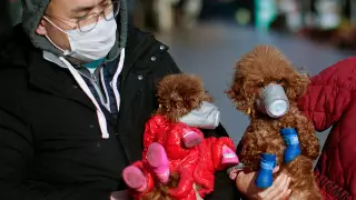 Собака в Гонконге заразилась коронавирусом