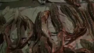 Полицейского поймали с поличным в Мангистауской области