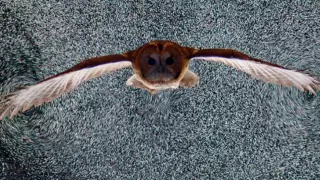 Опубликованы впечатляющие снимки птиц в полете