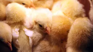 Британских фермеров раскритиковали за быстро растущих цыплят