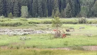 Охота гризли на оленей попала на видео