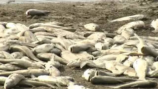 Мертвой рыбой завалило берег озера в Алматы