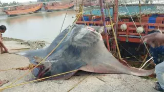 Редкую 900-килограммовую рыбу поймали в Индии