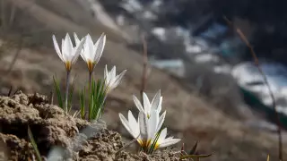 Исчезающие подснежники: почему не наказывают браконьеров