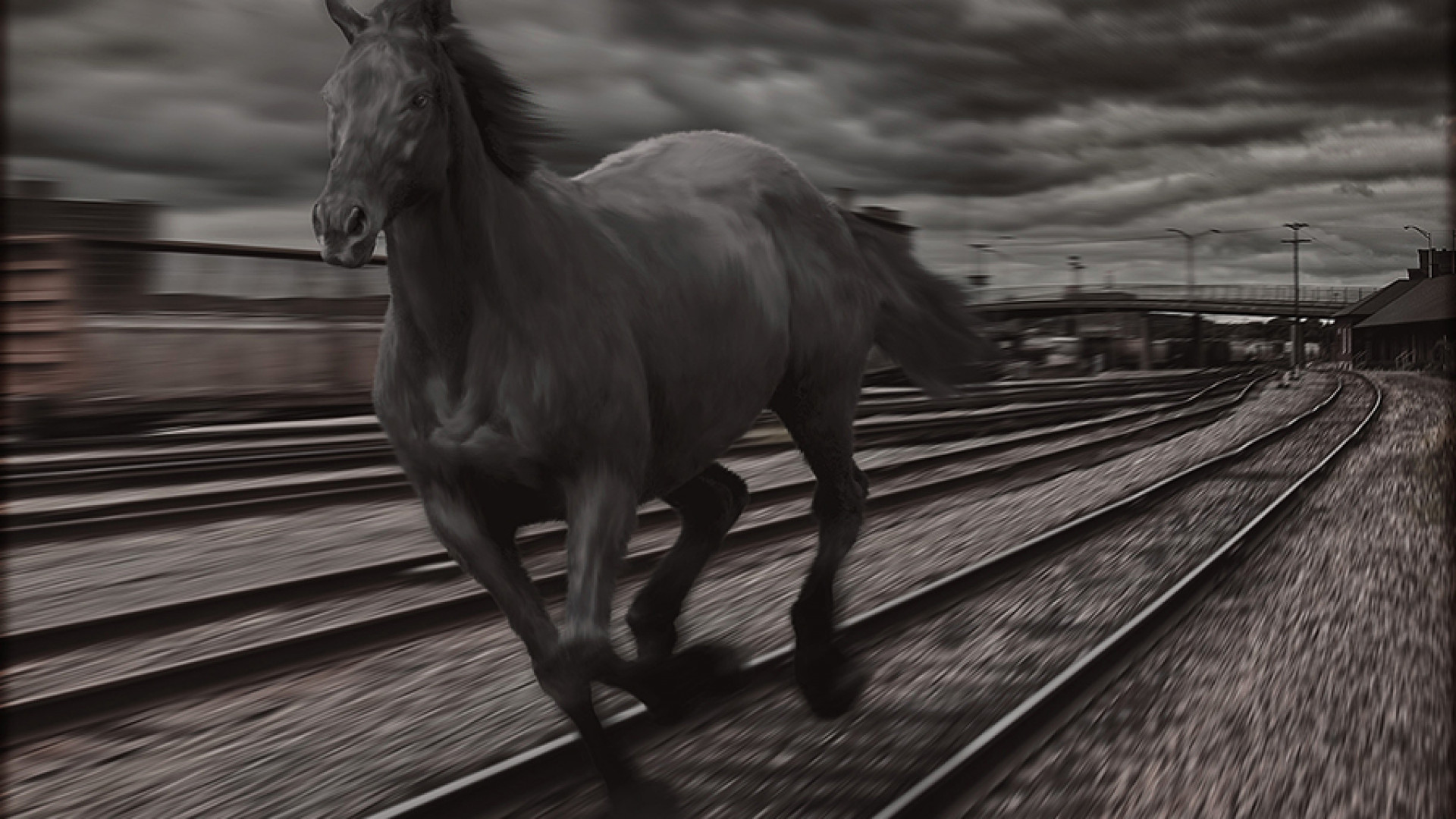 Поезда лошадка. Поезд сбил табун лошадей в Акмолинской области. Лошадь в поезде. Лошадь на железных путях. Железнодорожный конь.
