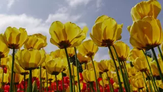 Какая будет погода на Наурыз в Алматы