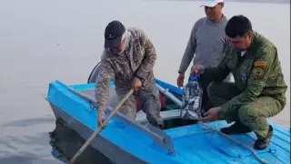 Странными лишаями покрылась рыба в Шардаринском водохранилище