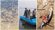 Из-за странного лишая на рыбе проверят воду в Шардаринском водохранилище