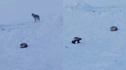 Схватка волков с росомахой попала на видео
