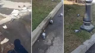 Отравление могло стать причиной массовой гибели голубей в Алматы