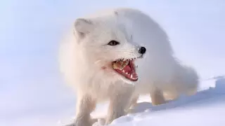 Песец с корочкой хлеба и побежденный лев. 20 лучших фото с конкурса Wild2020