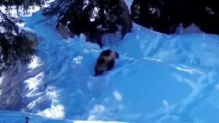 Росомаха попала на видео в ВКО