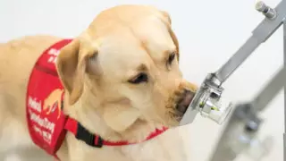 Искать больных коронавирусом по запаху учат собак в Великобритании