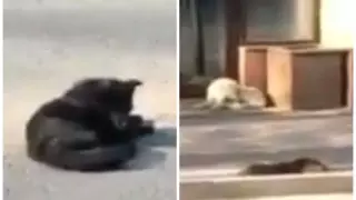 Видео с "мертвыми" собаками сняли в Алматы