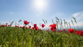 30-градусная жара придет в Казахстан