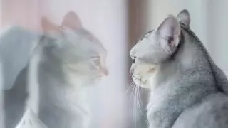 Кошки оказались самыми уязвимыми перед COVID-19 домашними животными