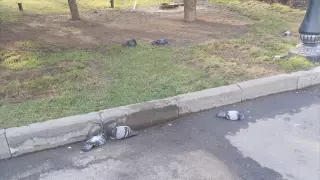 Голуби в алматинском парке могли умереть от голода - Кожагапанов
