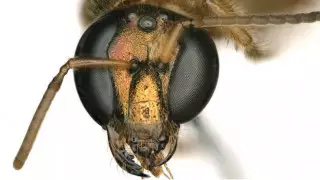 Ученые открыли пчел - наполовину самцов, наполовину самок