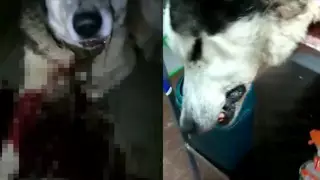 Хаски жестоко убили во дворе дома в Алматинской области