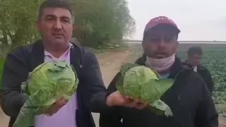 "Капуста пропадает". Казахстанским фермерам ответил Минсельхоз