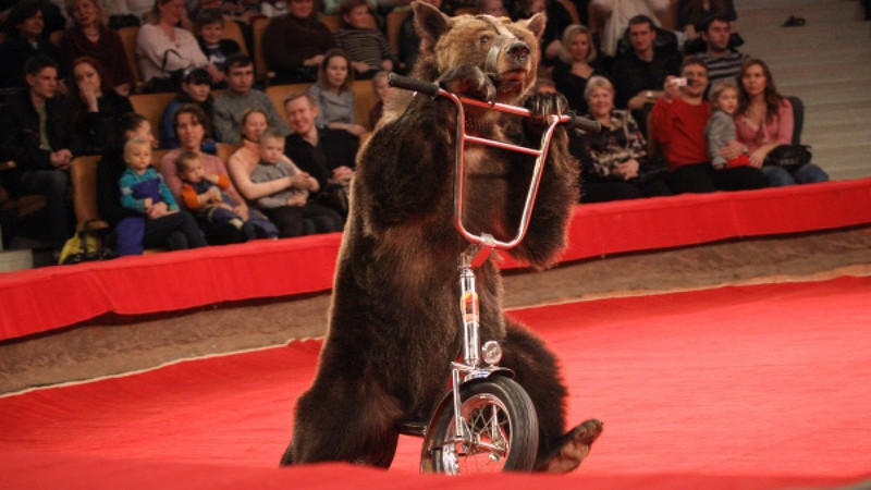 Цирковой медведь. Фото ©РИА Новости