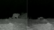 Каменную куницу и снежного барса сняли на видео в Иле-Алатауском парке