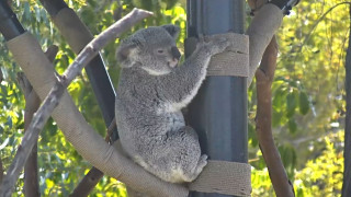 Фото: скриншот прямой трансляции zoo.sandiegozoo.org/cams/koala-cam