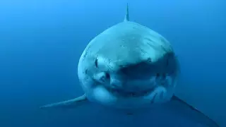 Большая белая акула объявилась спустя год после загадочного исчезновения