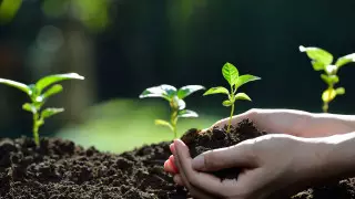 Ученые увидели, как растение "переживает" стресс