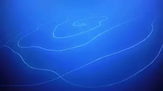 В глубинах Индийского океана засняли гигантское существо