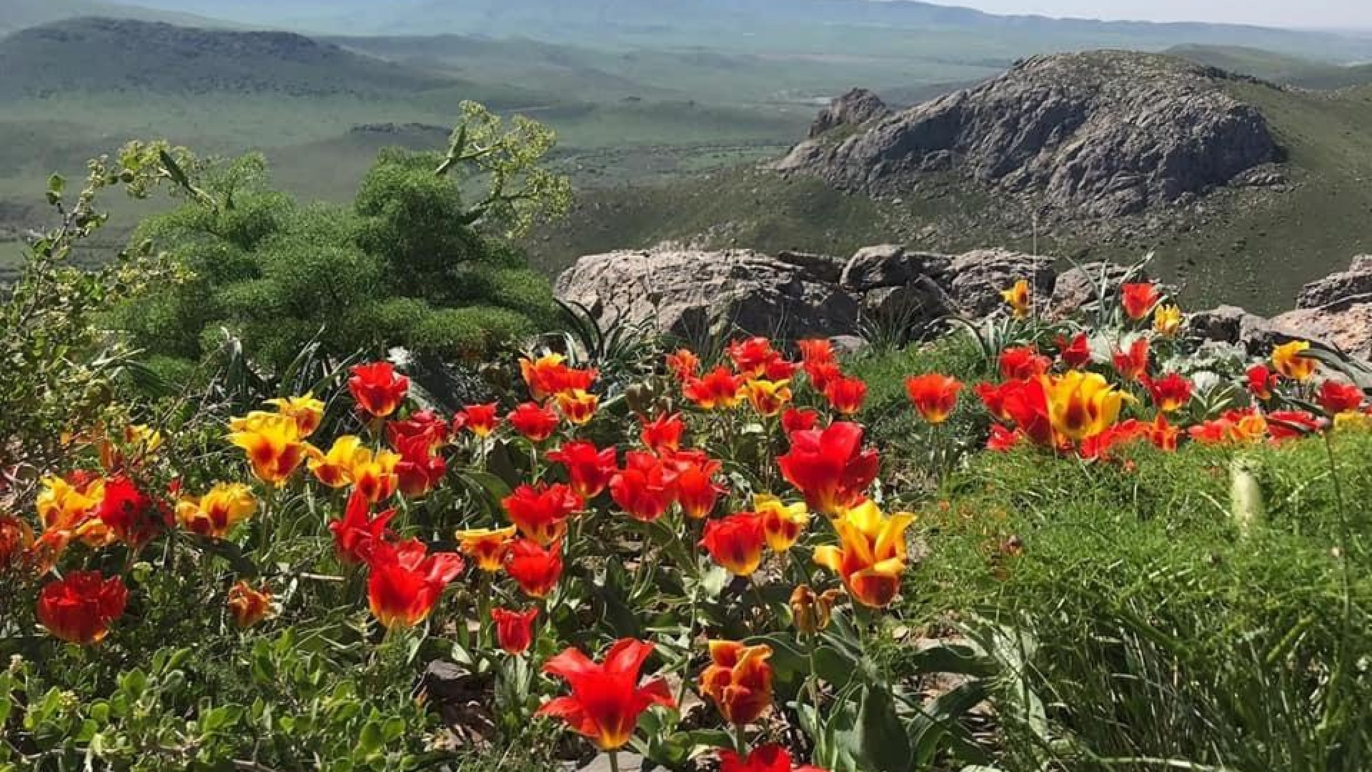 Туркестанская степь цветы