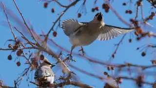 COVID-19 у птиц мы еще не находили - орнитолог