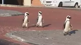 Пингвинов сняли на видео в опустевшем африканском городе