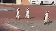 Пингвинов сняли на видео в опустевшем африканском городе