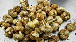 КНБ задержал казахстанцев с редкими растениями