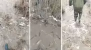 "Миллиарды карасей и сазанов": Кишащее рыбой озеро сняли на видео в Костанайской области
