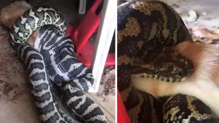 В Австралии засняли питона, который целиком проглотил кошку