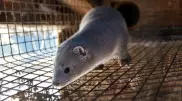 Норки заразились коронавирусом в Нидерландах
