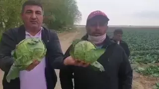 "Приходите, забирайте бесплатно". Туркестанские фермеры готовы выбросить урожай капусты
