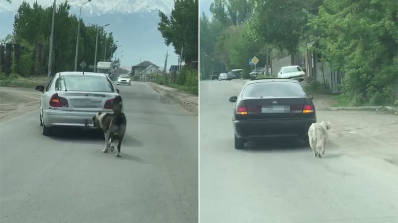 Собаку привязали к машине