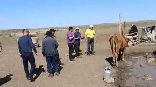 От неизвестной инфекции массово гибнет скот в ВКО