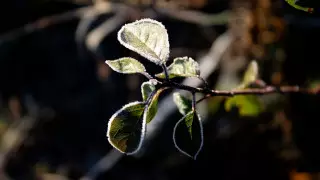 Заморозки ожидаются в Казахстане